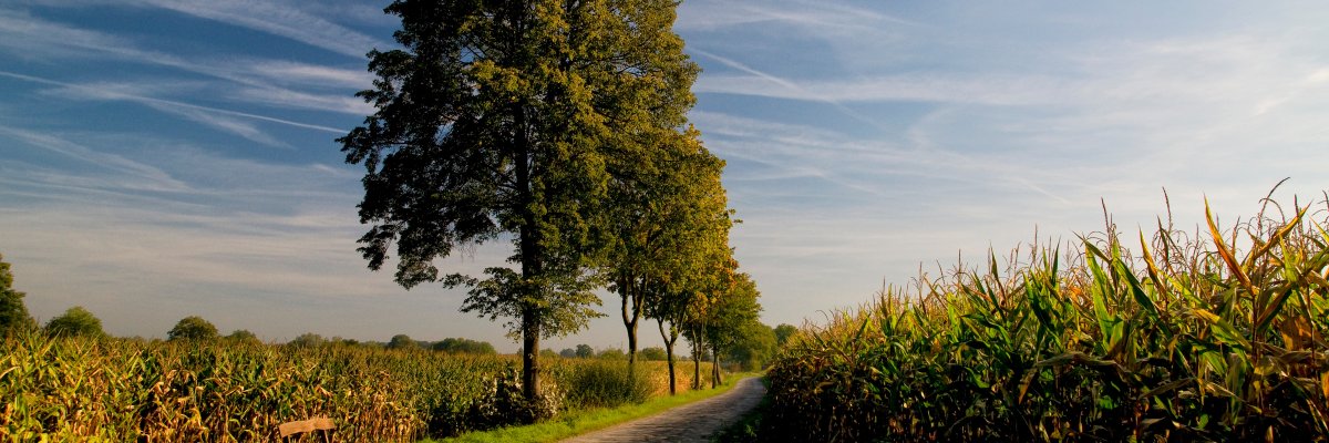 Feldweg in Nordwalde