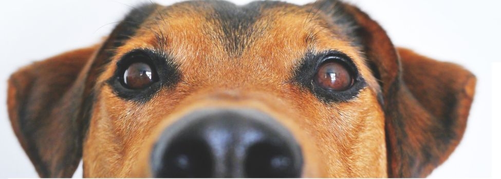 Hund