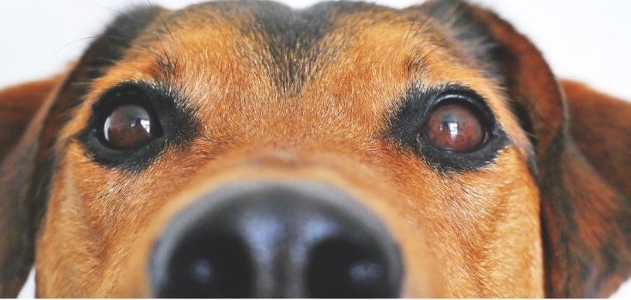 Hund