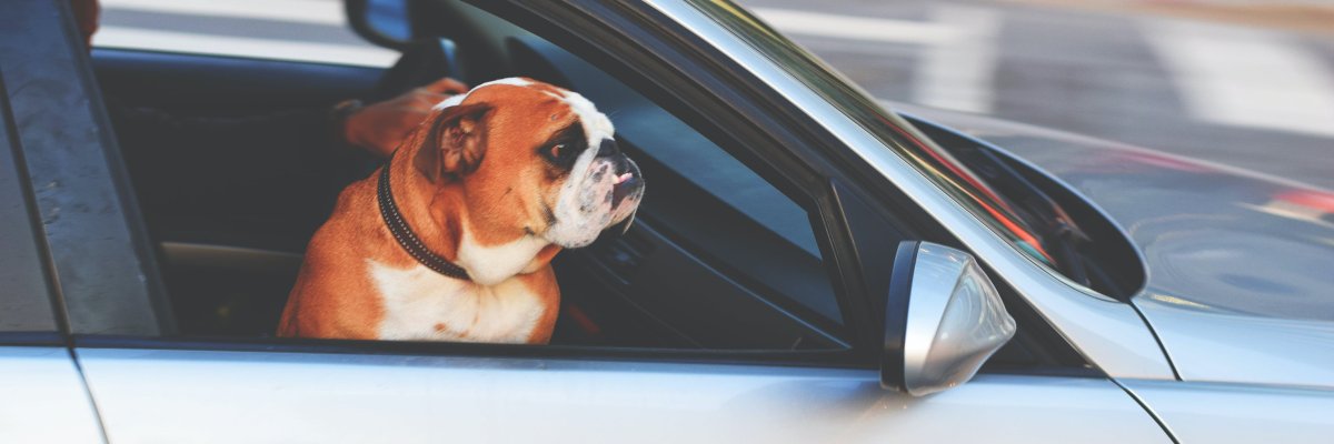 Ein Hund schaut aus einem Autofenster