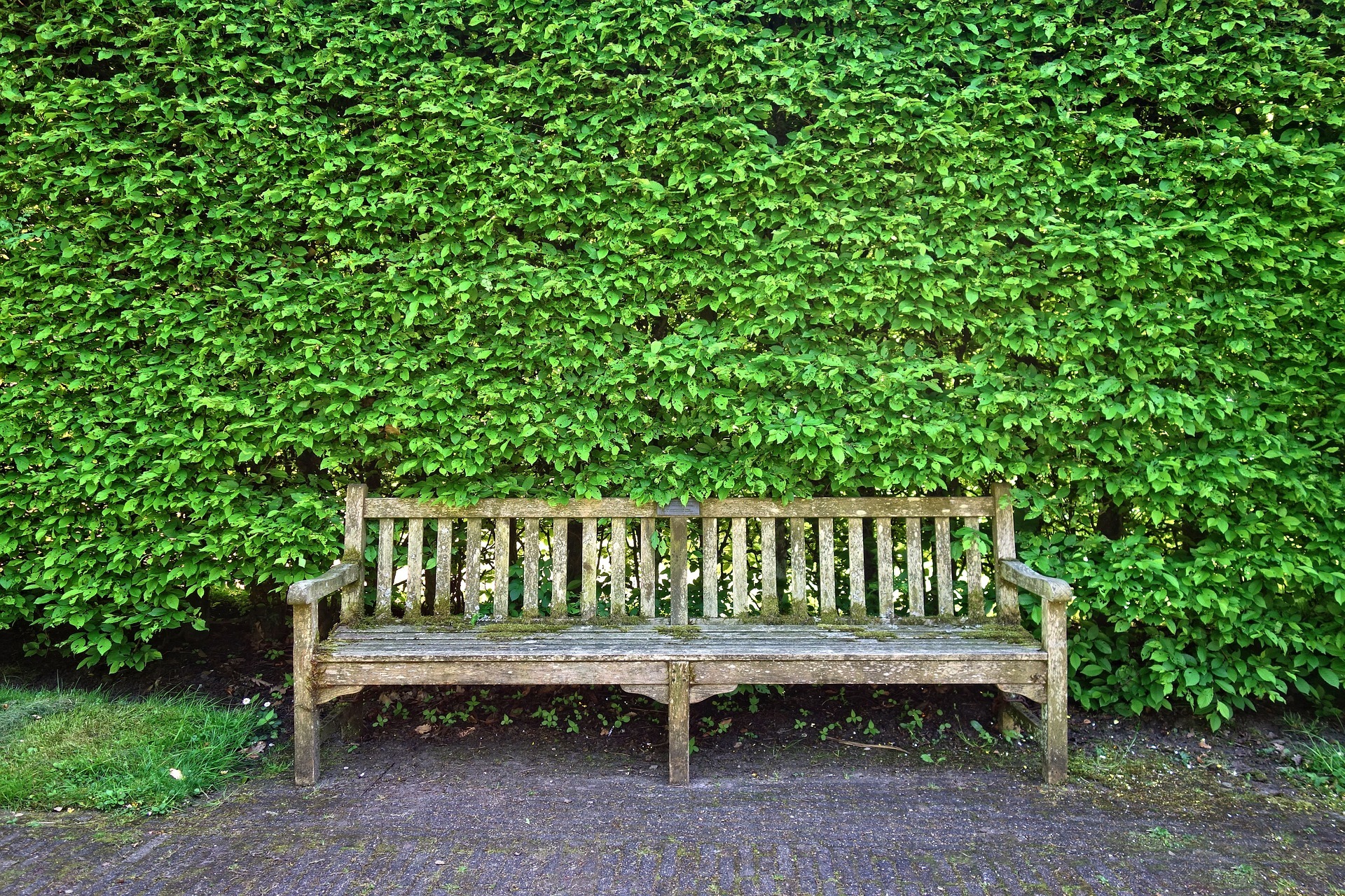 Eine Holzbank vor einer großen grünen Hecke