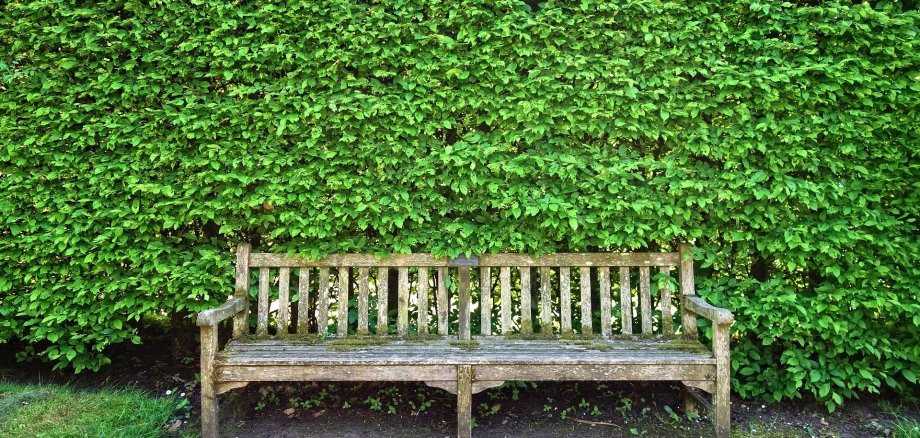 Eine Holzbank vor einer großen grünen Hecke