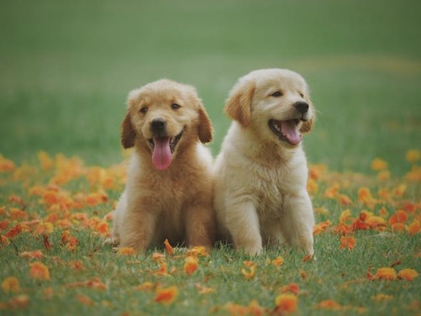 Zwei Hundewelpen auf einer Wiese