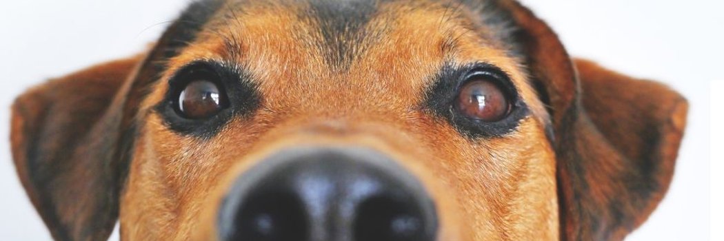 Hund schaut in die Kamera